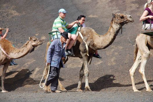 TIMANFAYA NATIONAL PARK, LANZAROTE, SPAIN - JUNE 10: Tourists riding on camels being guided by local people through the famous Timanfaya National Park in June 10, 2009