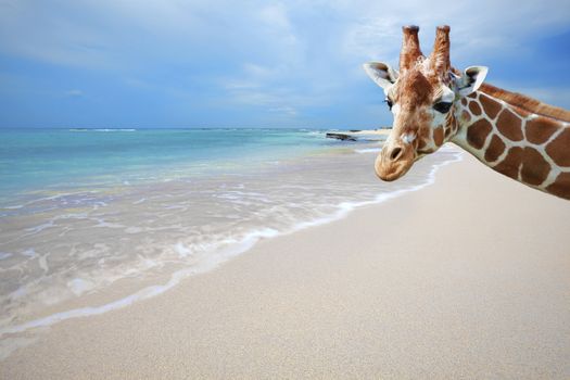 Giraffe on vacation, taking a self portrait at Boca Grandi beach, Aruba