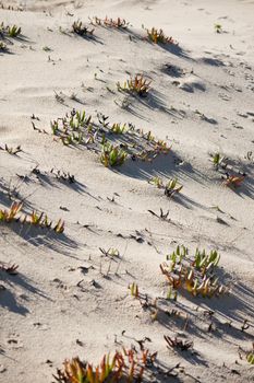 View of common vegetation on the portuguese beaches.