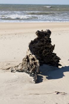 View of an abandoned tree stump on the beach.