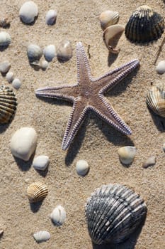 View of a lonely starfish surrounded by shells on the sand.