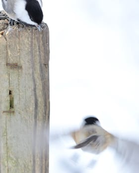 A black-capped chickadee perched on a post with another in flight.