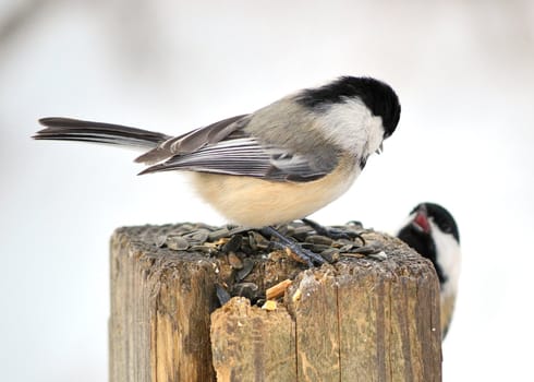 A black-capped chickadee perched on a post with another on the side.