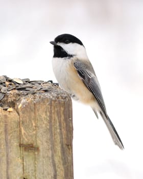 A black-capped chickadee perched on a post.