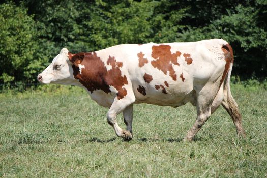 Brown and white cow walking among others in a meadow