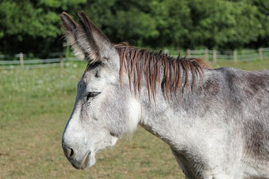 Portrait side of a grey donkey in a meadow