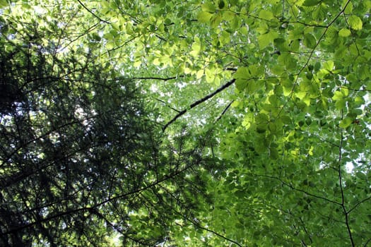 Background of green forest leaves