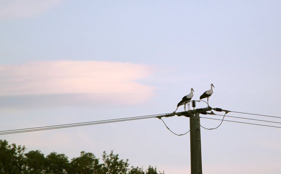 Two migrating storks standing on an electrical pylon by sunset