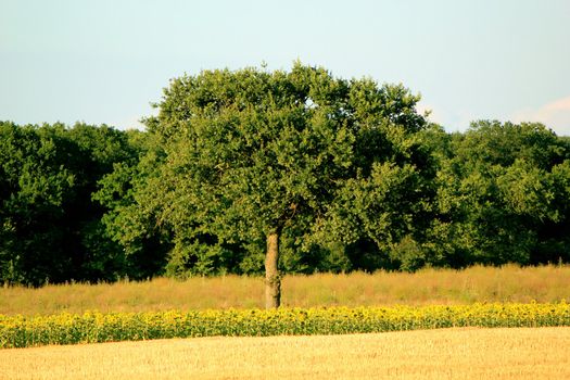 Beautiful big tree alone in a rural landscape in front of a forest of fir trees by sunset