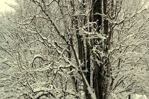 Trunks and branches covered with snow by winter time