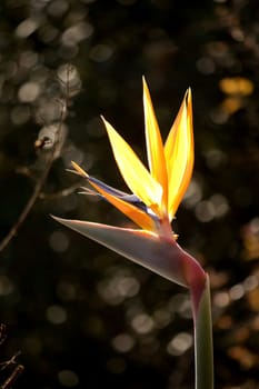 Close view of a Strelitzia reginae flower on the outdoor garden.