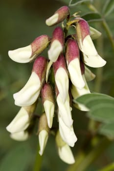 Close view of the wildflower Iberian Milk-vetch.