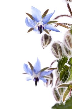 Close up view of the Borage Flower (Borago Officinalis) isolated on a white background.