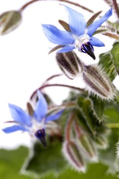 Close up view of the Borage Flower (Borago Officinalis) isolated on a white background.