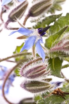 Close up view of the Borage Flower (Borago Officinalis) isolated on a white background.