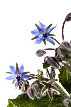 Close up view of the Borage Flower (Borago Officinalis) isolated on a white background.