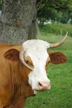 Close up of a Funny Cow with a wacky Horn