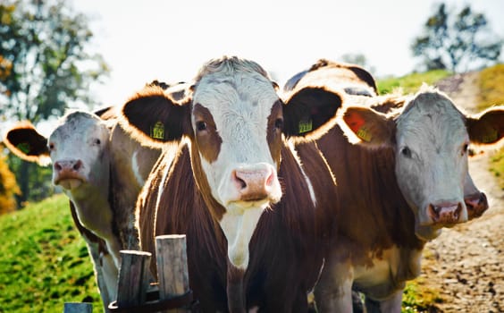 Group of nosy Cows looking at the Camera