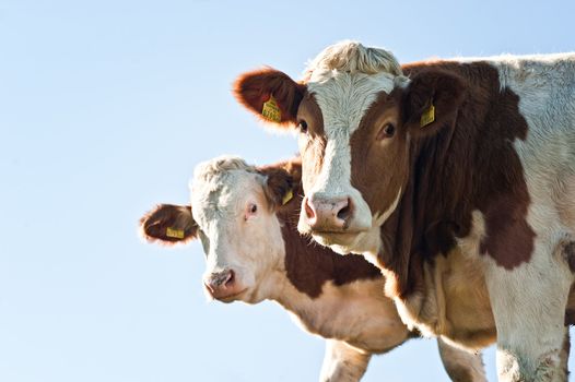 Two Nosy Cows looking at Camera, with Copyspace