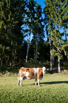 Cow on an idyllic Pasture with some Conifers