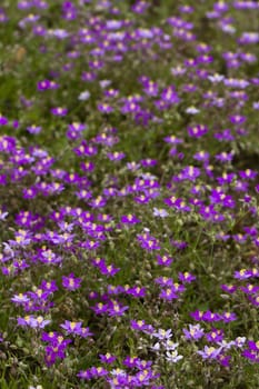 Close up view of some Red Sand Spurrey (Spergularia rubra) wildflower.