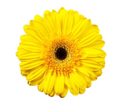 Macro view of yellow flower isolated on the white background
