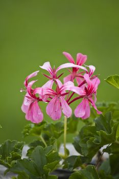 Close up view of a beautiful pink Geranium flower.