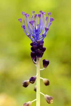 Close up view of the beautiful wild flower Tassel Grape Hyacinth (Muscari Comosum).