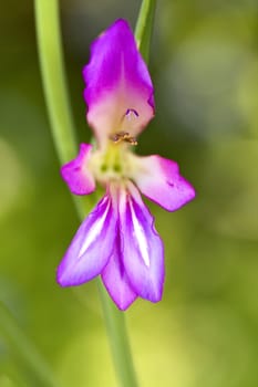 Close up view of the beautiful wild flower Wild Gladiolus (Gladiolus illyricus)