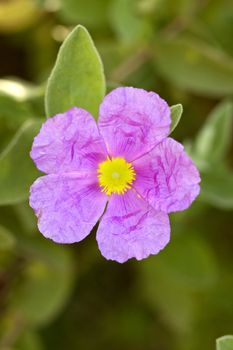 Close up view of beautiful wild flower Rockrose (Cistus crispus)