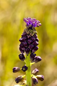 Close up view of the beautiful wild flower Tassel Grape Hyacinth (Muscari Comosum).