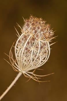 Close up view of a dry wild carrot plant with mature seeds.