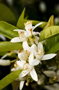 Close up view of a blooming flower of the orange tree.