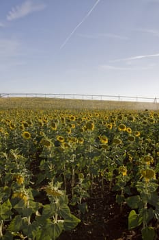 View of a large sunflower field near Beja on the Alentejo region on Portugal.