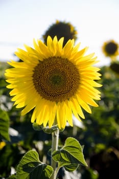 View of a large sunflower field near Beja on the Alentejo region on Portugal.