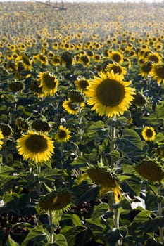 View of a large sunflower field near Beja on the Alentejo region on Portugal.