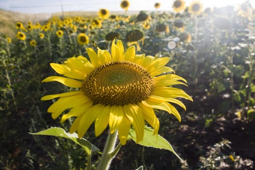 View of large sunflower plant on a sunflower field.