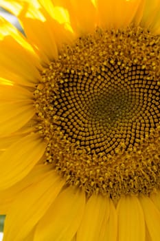 Close up view of a yellow sunflower flower.