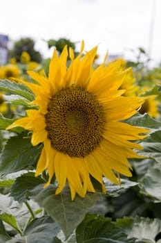 View of large sunflower plant on a sunflower field.