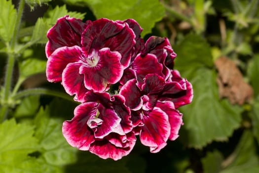 Close up view of some beautiful red flowers on  the garden.