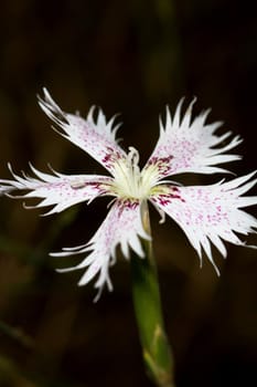 Close view detail of a Portuguese Dianthus hinoxianus wildflower.