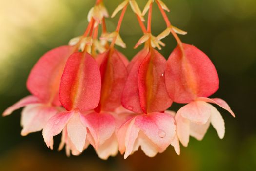 Close view detail of some fuchsia flowers on the garden.