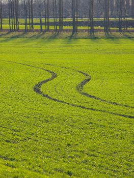 Agricultural field with small, growing plants