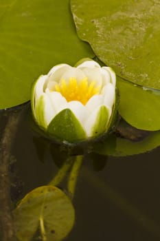 Close view detail of a lily pond flower floating.