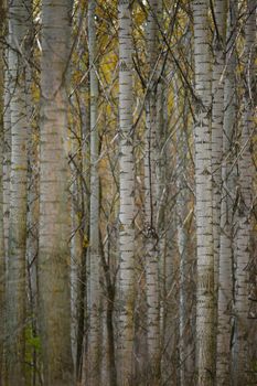 Forest detail in autumn