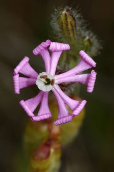 Close up view of a silene (Pink Pirouette) wild flower on the Algarve interior region.