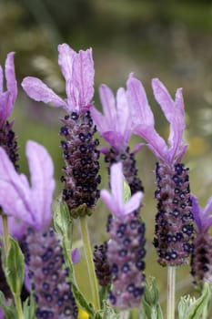 View of several wild lavender flowers on the countryside.