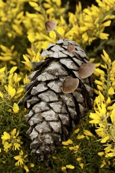 Close view of a slice of nature, containing yellow flowers, mushrooms and a pine cone.