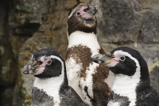 Closeup of a Humboldt Penguin (Spheniscus humboldti)