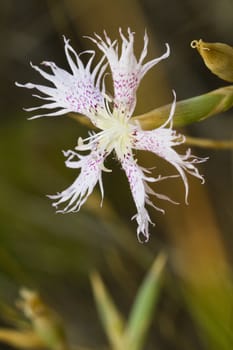 Close view detail of a Portuguese Dianthus hinoxianus wildflower.